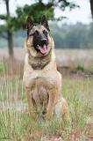 MALINOIS 579